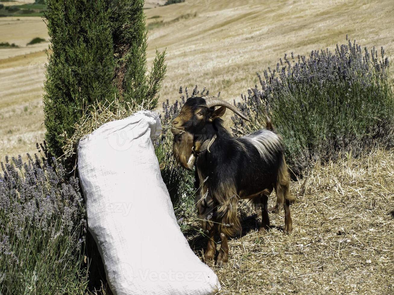 chèvre mangeant du blé photo