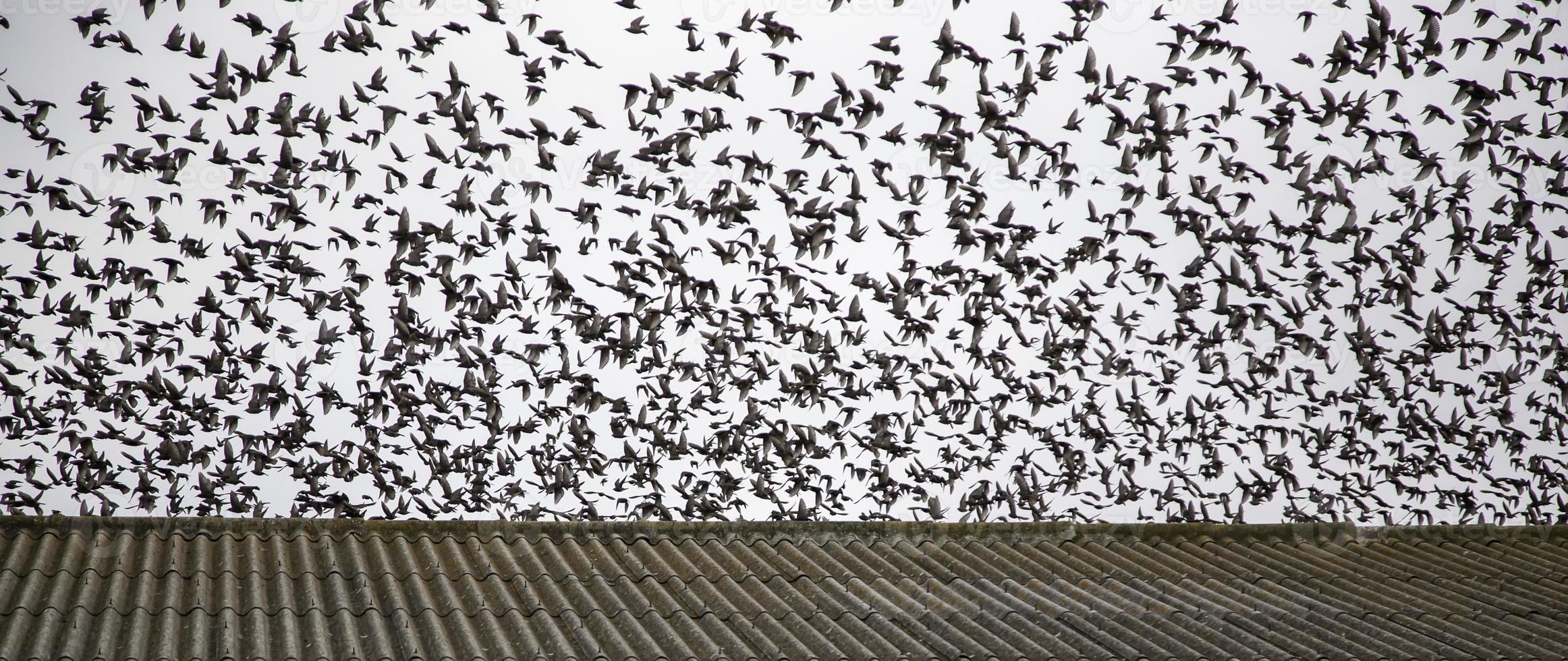 oiseaux volant dans le ciel photo