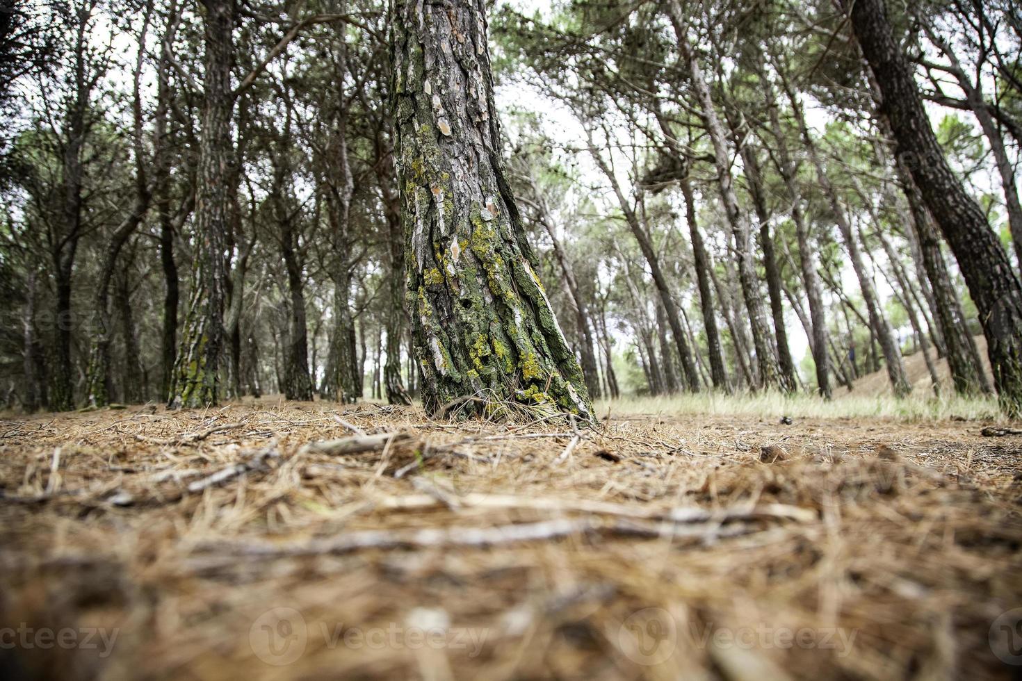 forêt de pins naturel photo