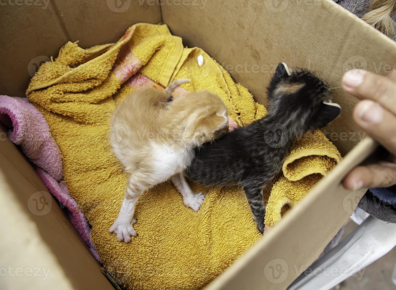 chats chiots abandonnés dans une boîte photo