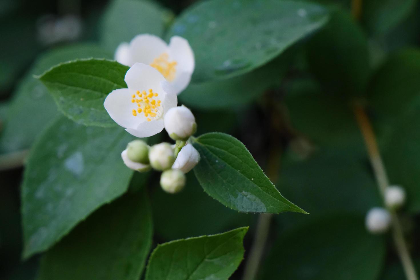 belles fleurs blanches de philadelphus avec des feuilles vertes photo