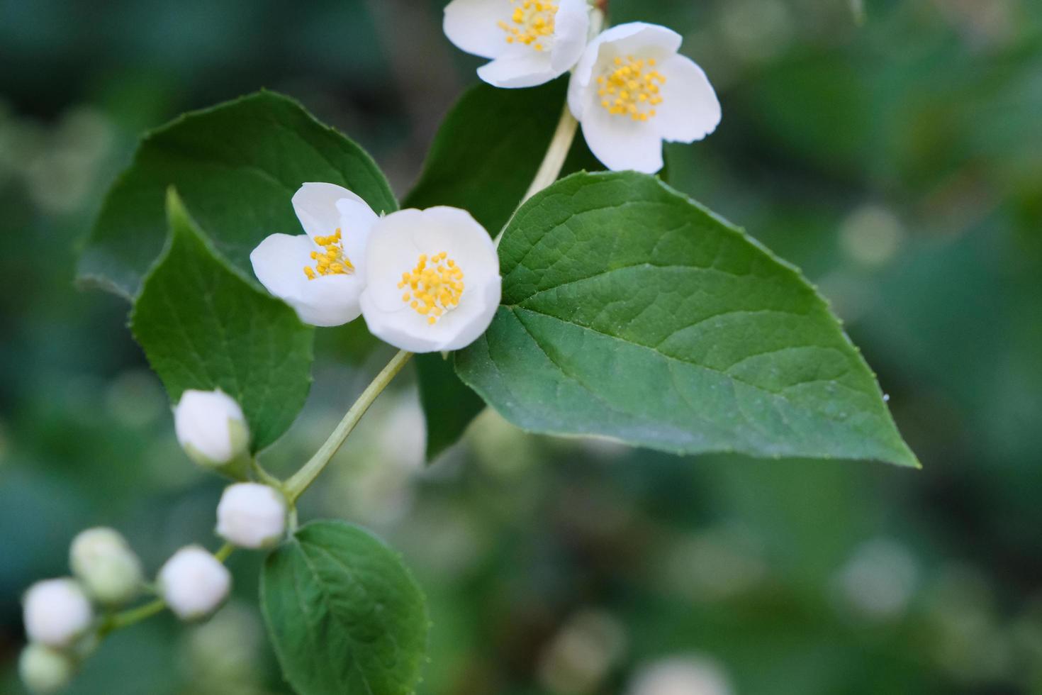 belles fleurs blanches de philadelphus avec des feuilles vertes photo