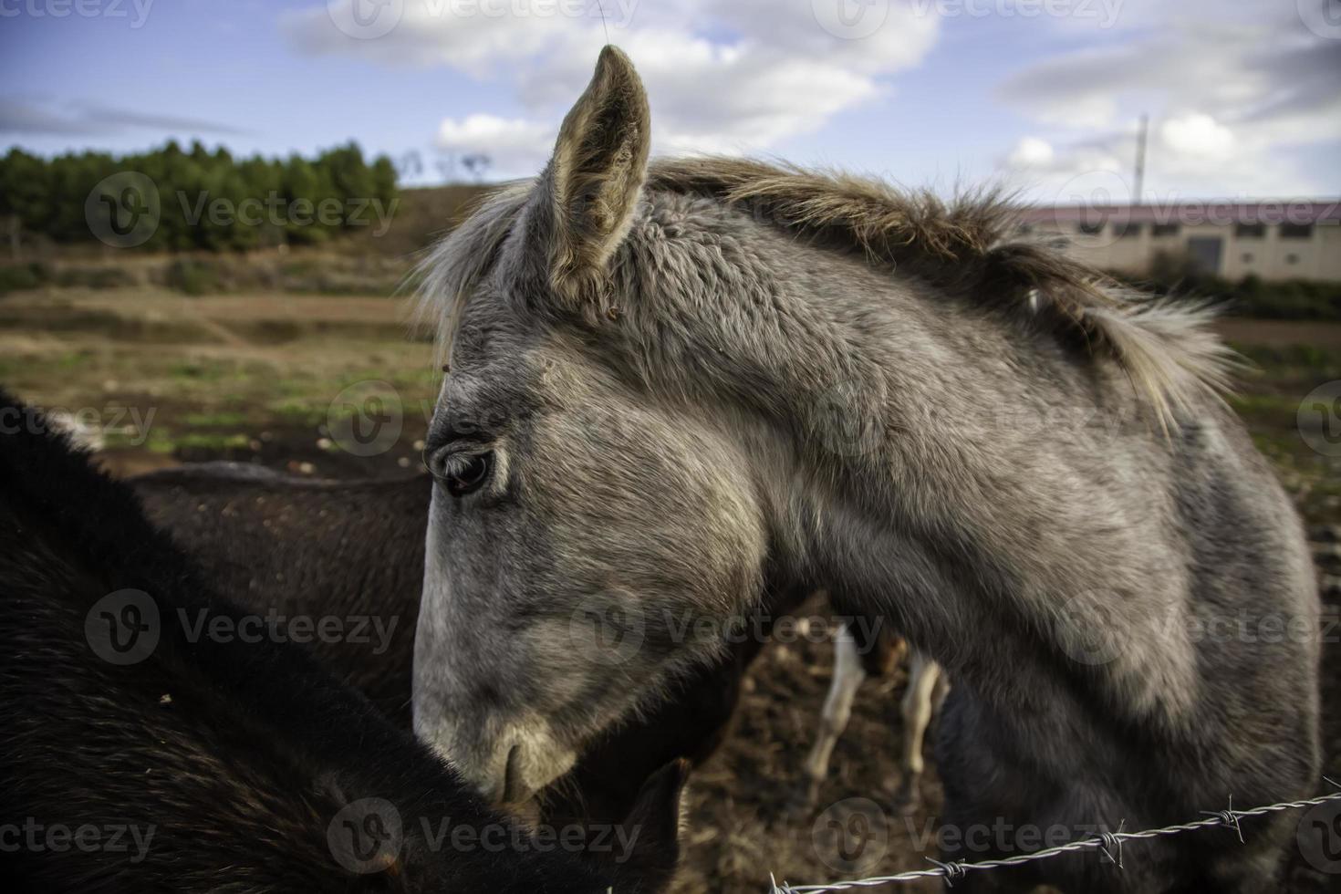 cheval en écurie photo