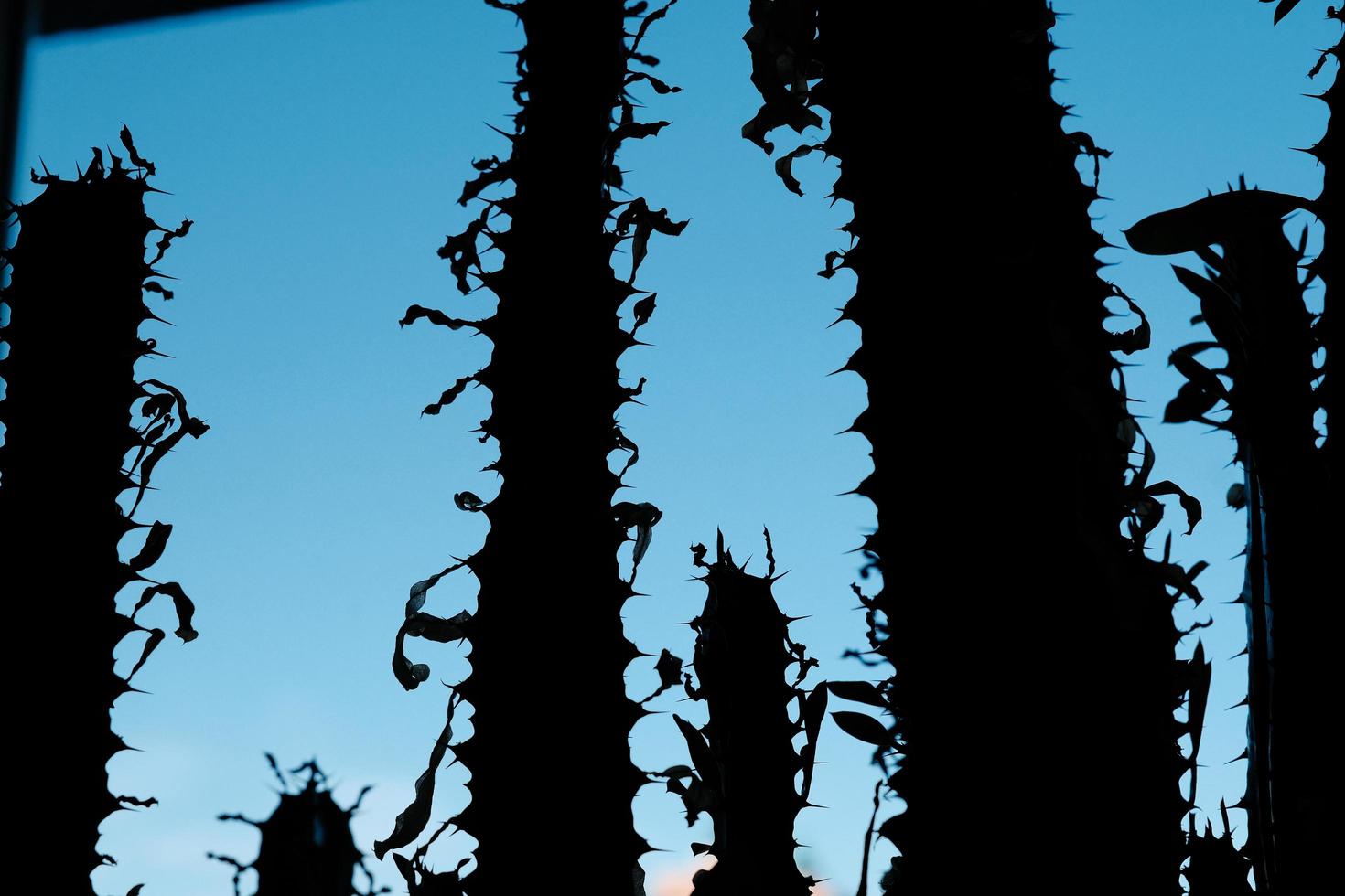 silhouette de cactus colonnaire sec contre le ciel bleu vif photo