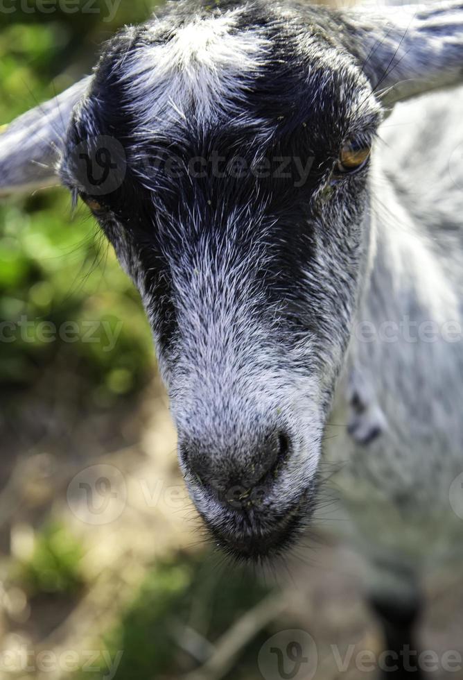 chèvre à cornes dans une ferme photo