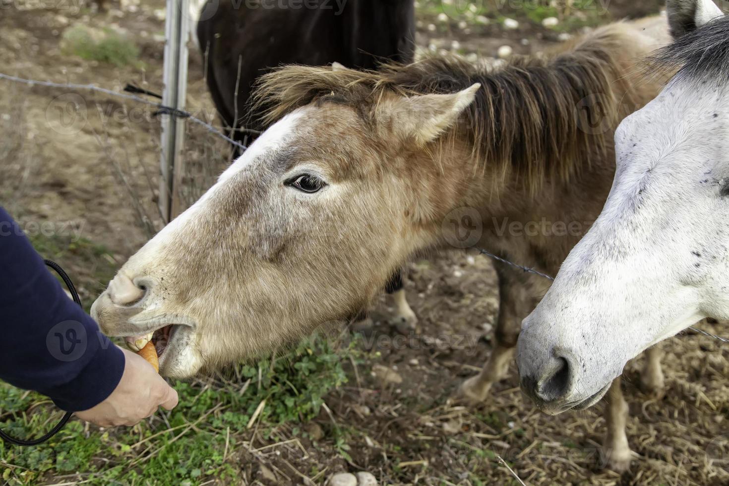 cheval mangeant des carottes photo