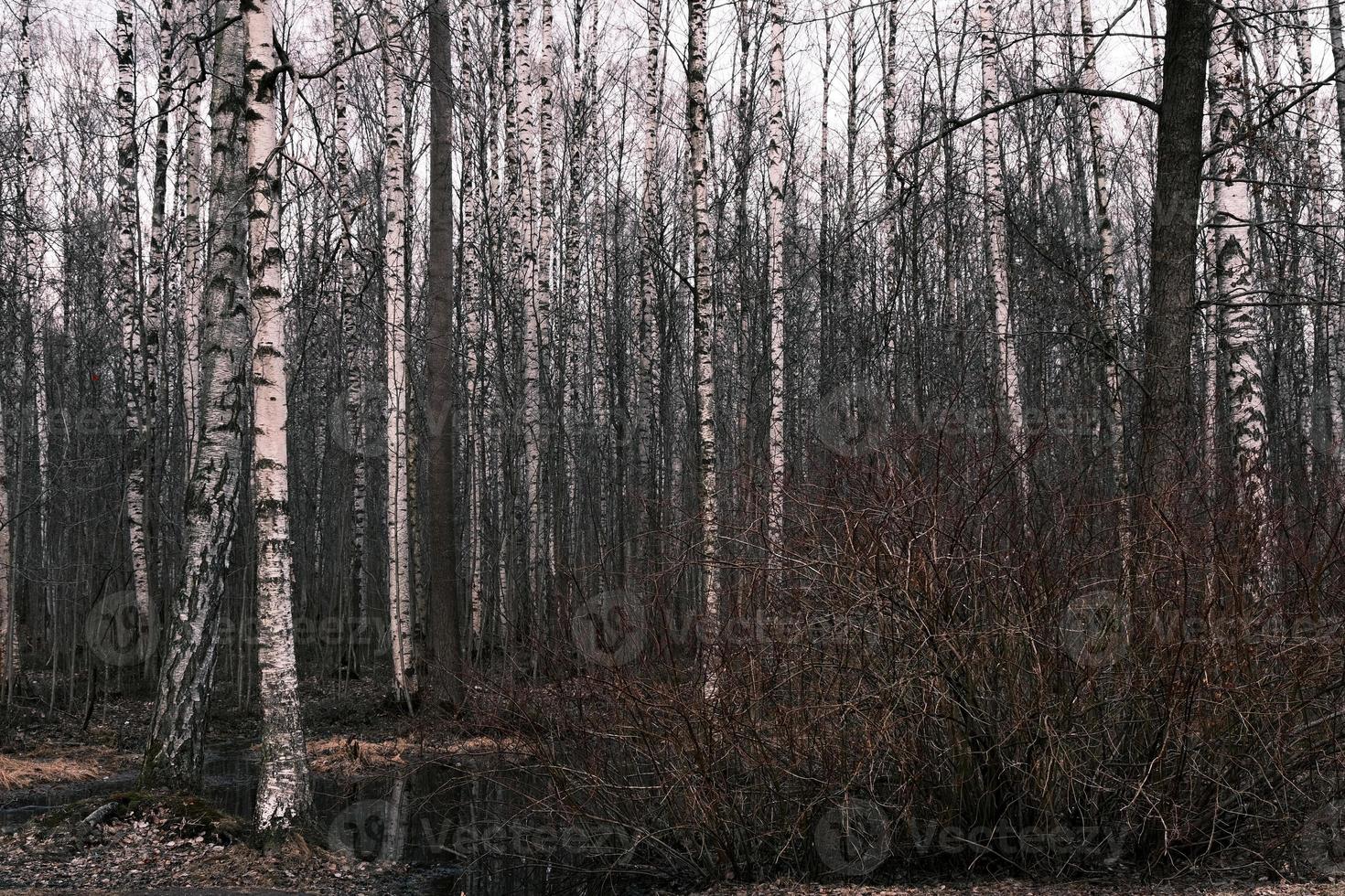 mystère forêt d'automne panorama dans le brouillard du matin photo