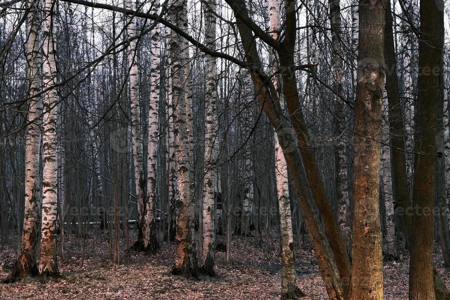 mystère forêt d'automne panorama dans le brouillard du matin photo