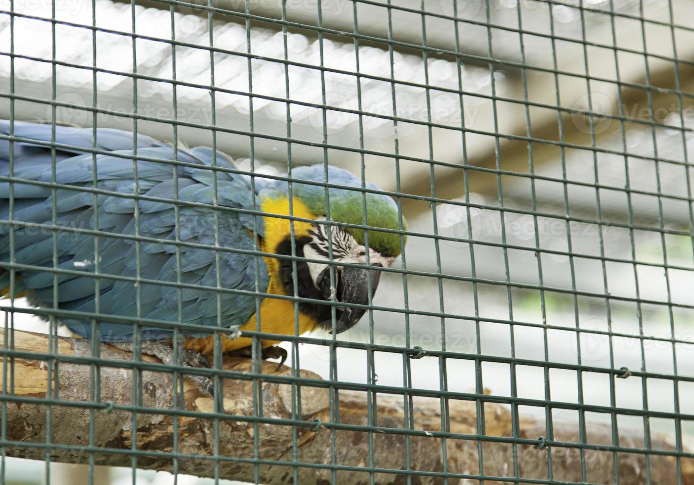 cage de perroquet exotique photo