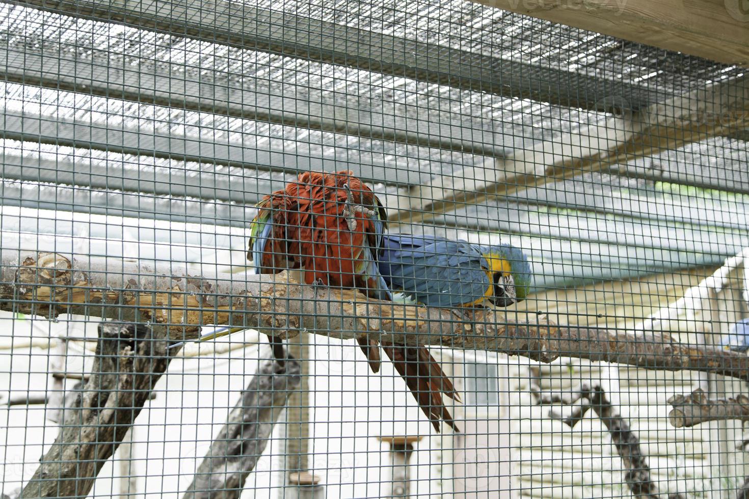 cage de perroquet ensemble photo