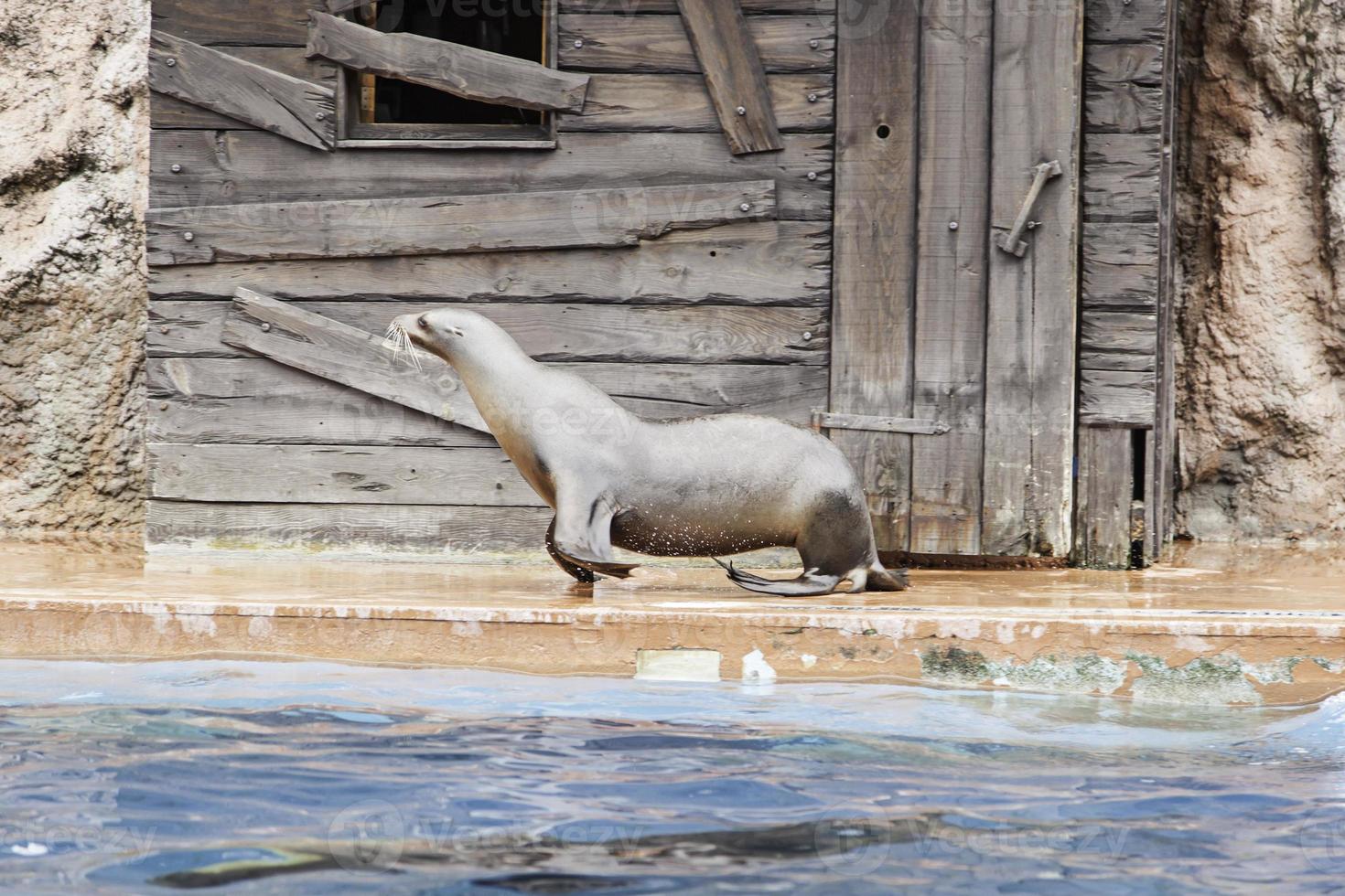 les lions de mer jouent photo