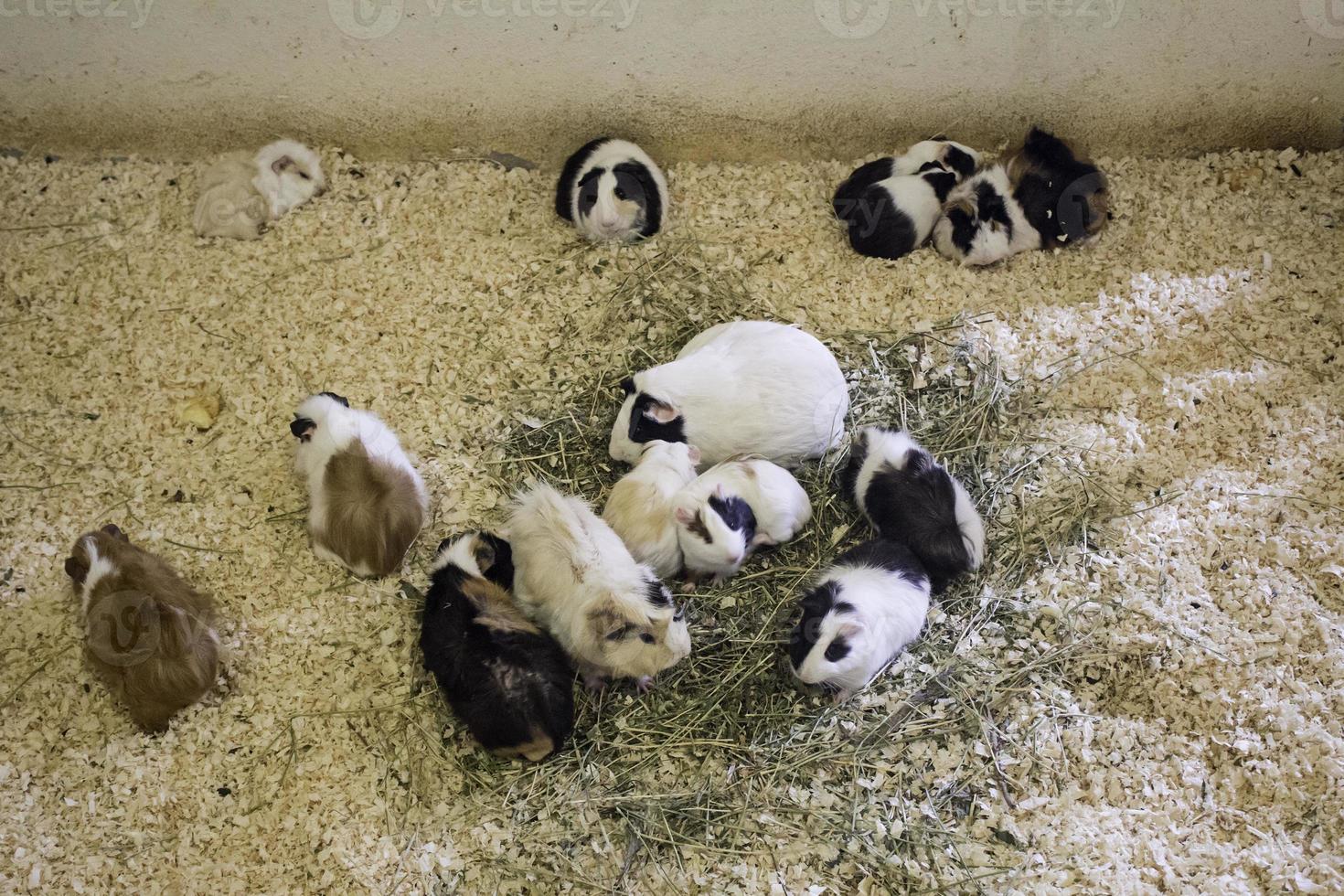 cochons d'inde avec des chiots photo