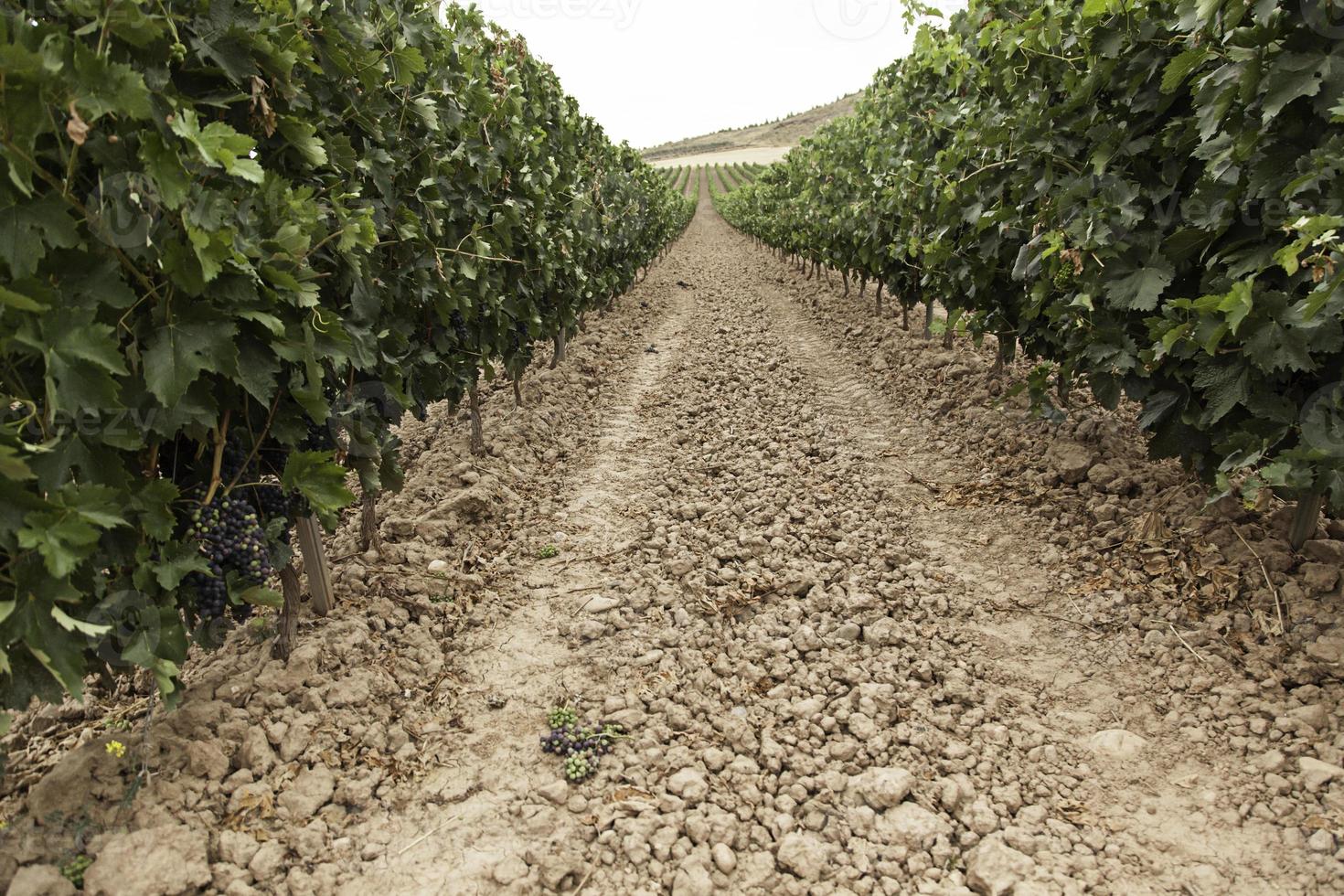 vignes de vignes photo