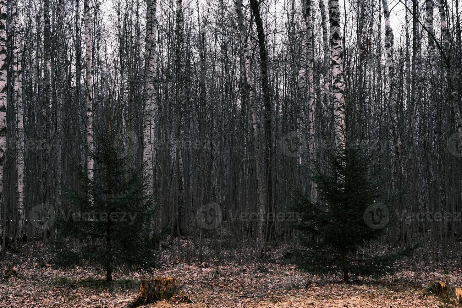 mystère forêt d'automne panorama dans le brouillard du matin photo