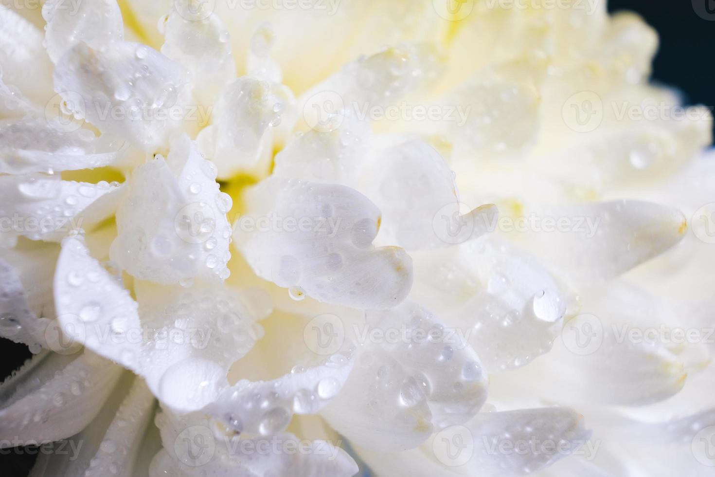 beau motif de pétales de la tête de fleur d'une fleur de chrysanthème photo