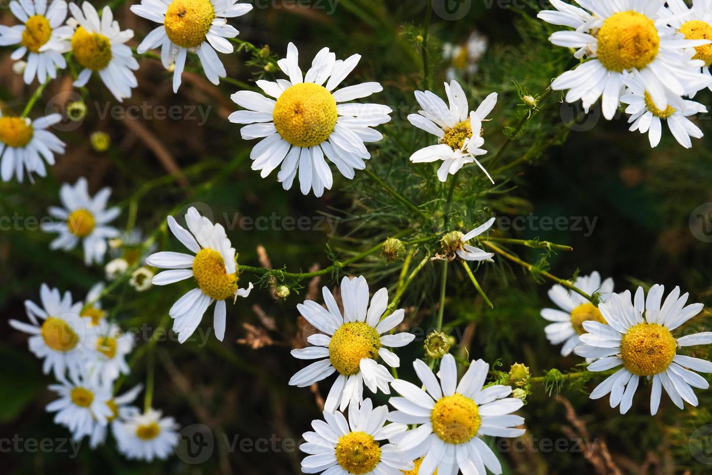 fleurs de camomille jaune en fleurs avec des pétales blancs dans un champ photo