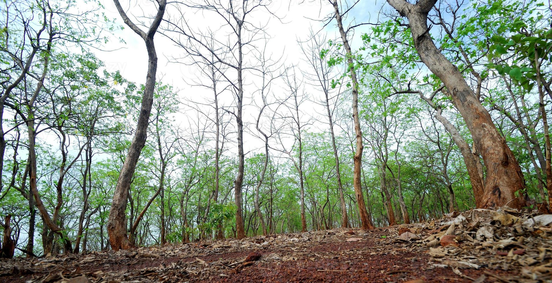 beau paysage avec des arbres photo