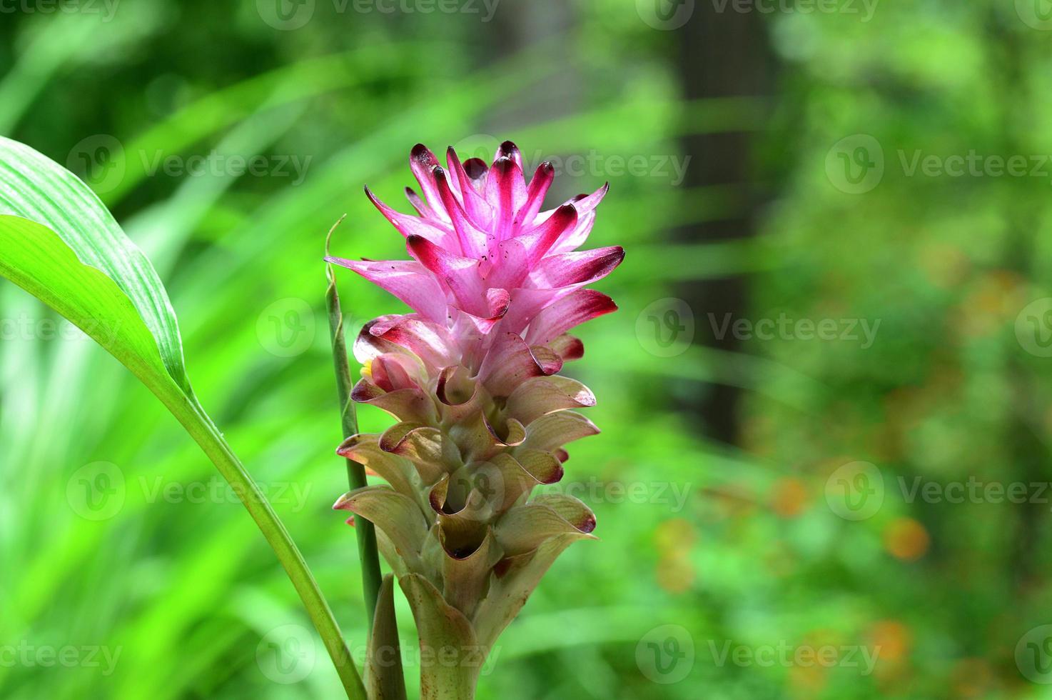 gros plan, de, curcuma, fleur, dans, champ ferme photo