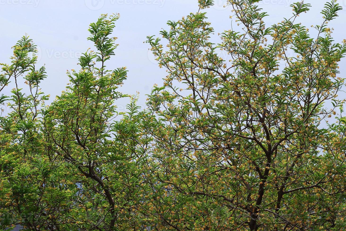 beau paysage avec des arbres photo