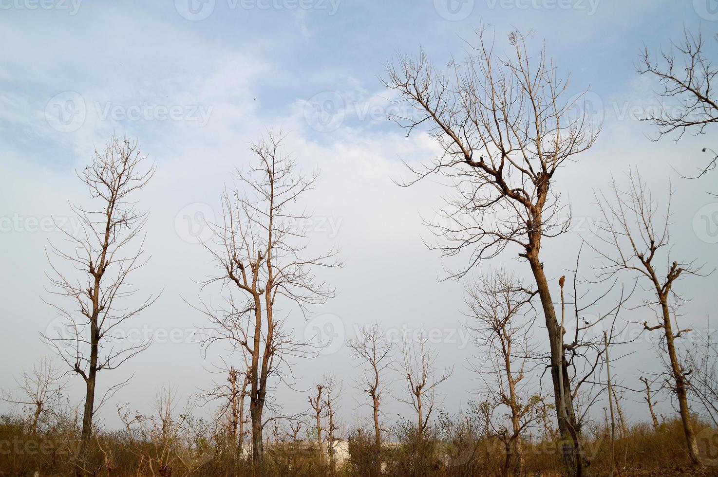 beau paysage avec des arbres photo