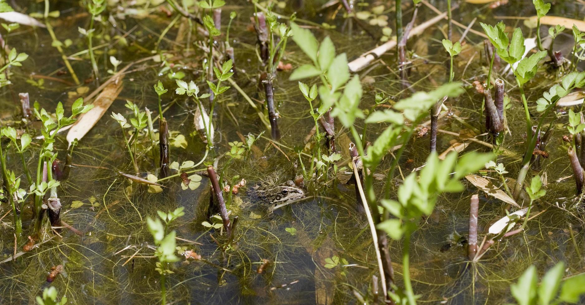 une grenouille dans l'étang, espagne photo