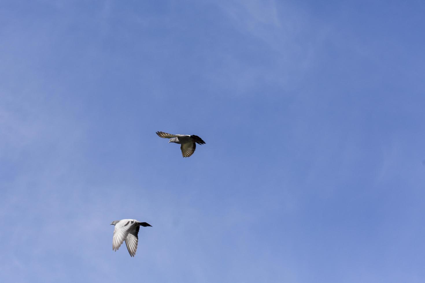 Vol de pigeons au-dessus de la ville de garray, province de soria, castilla y leon, espagne photo