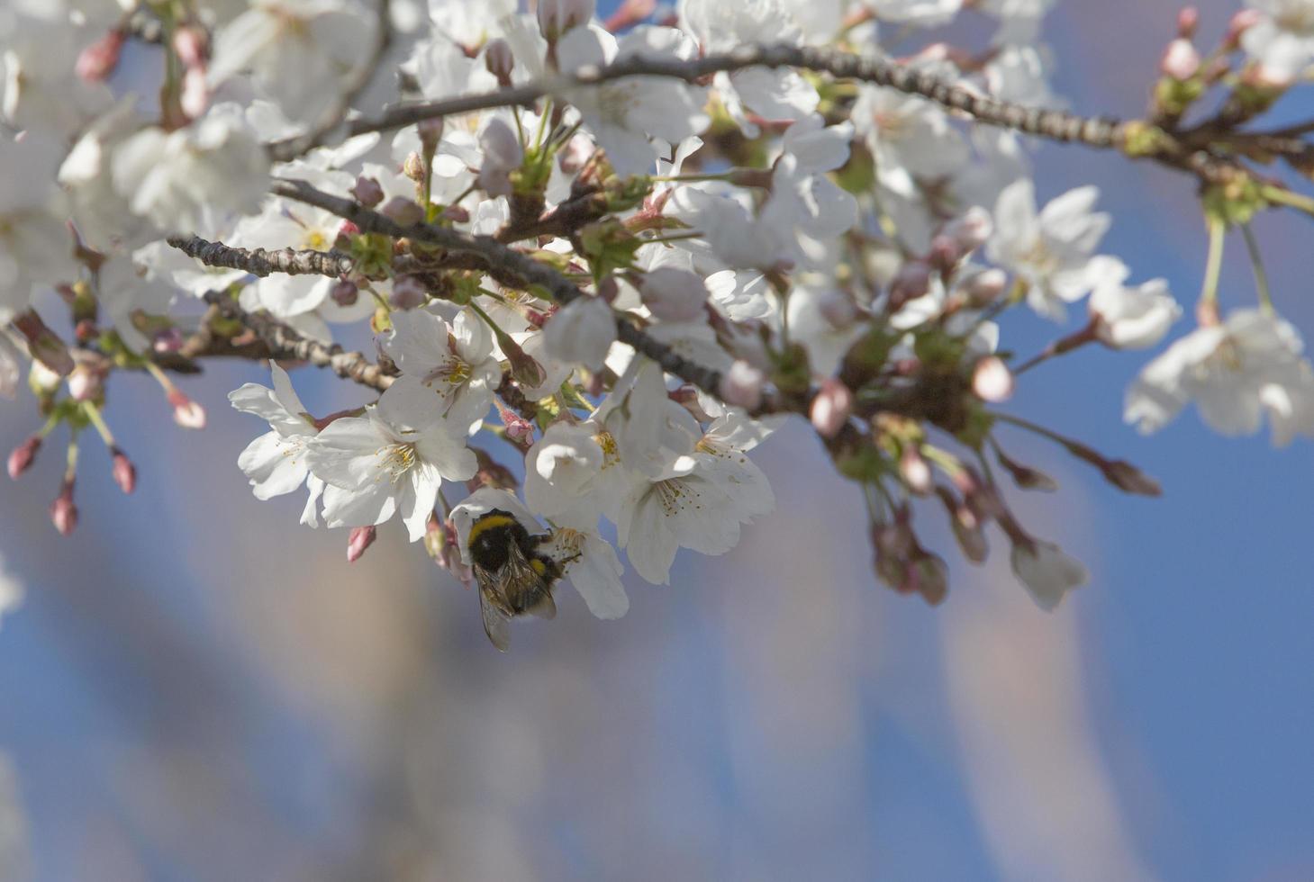 les premiers insectes pollinisent les premières fleurs du printemps à madrid, espagne photo