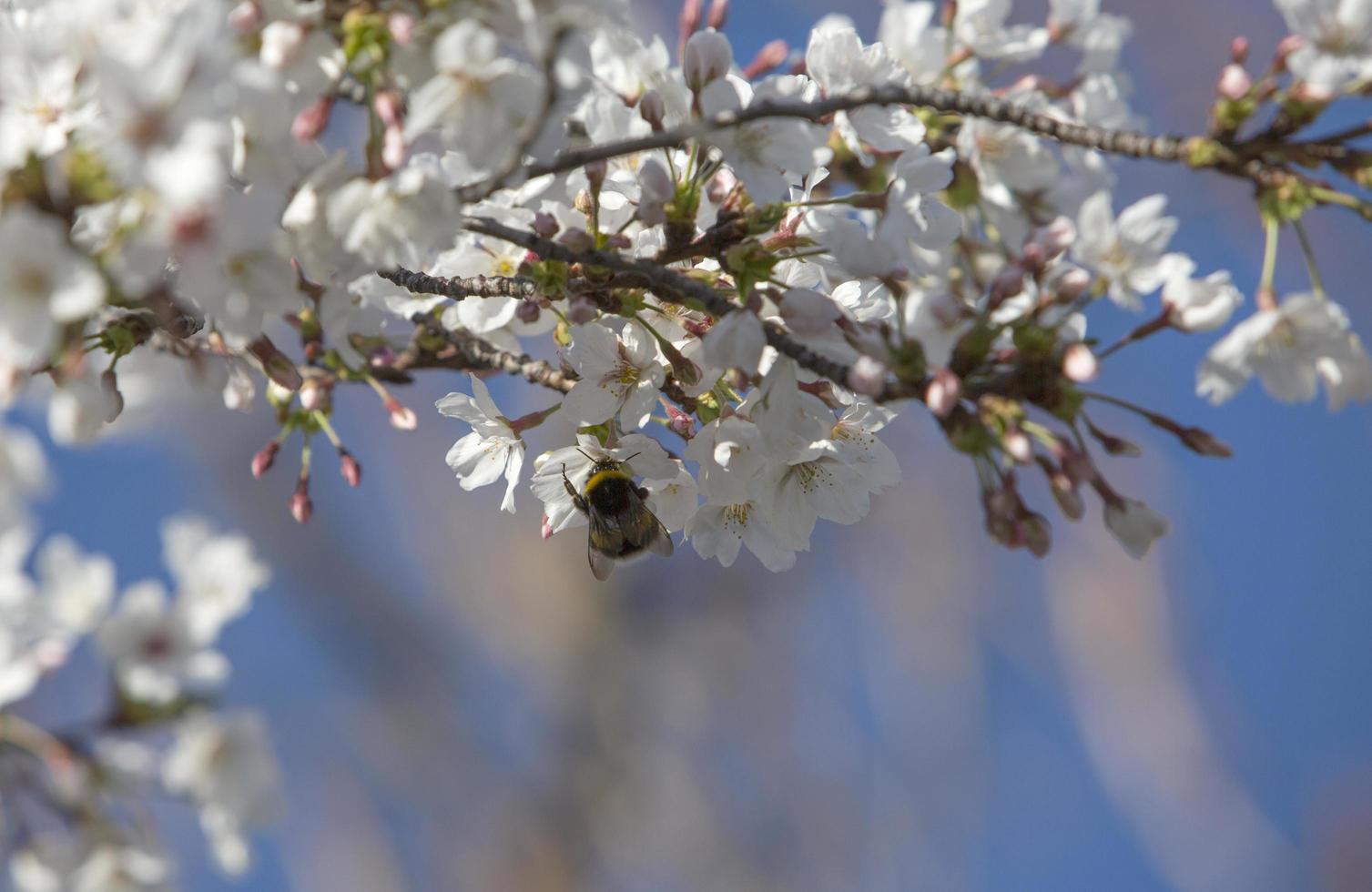 les premiers insectes pollinisent les premières fleurs du printemps à madrid, espagne photo