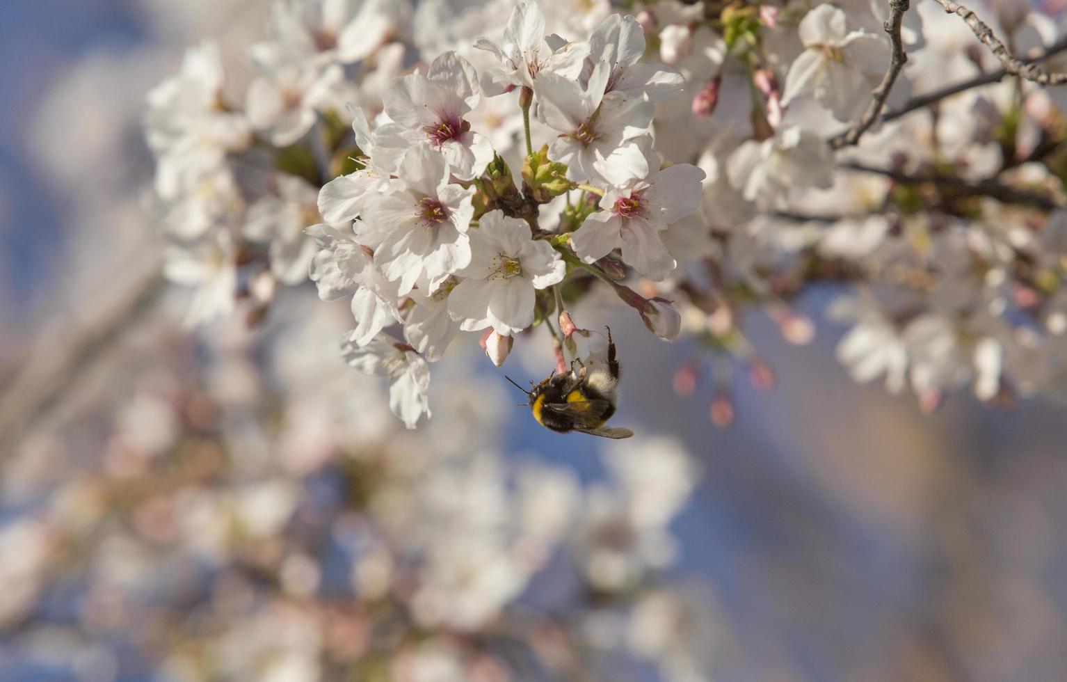 les premiers insectes pollinisent les premières fleurs du printemps à madrid, espagne photo