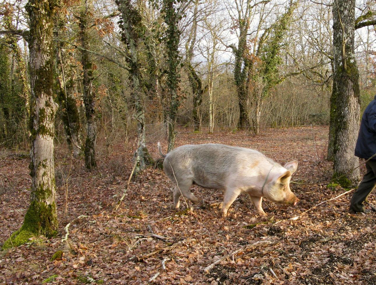 chercheur de truffe noire au cochon en périgord, france photo