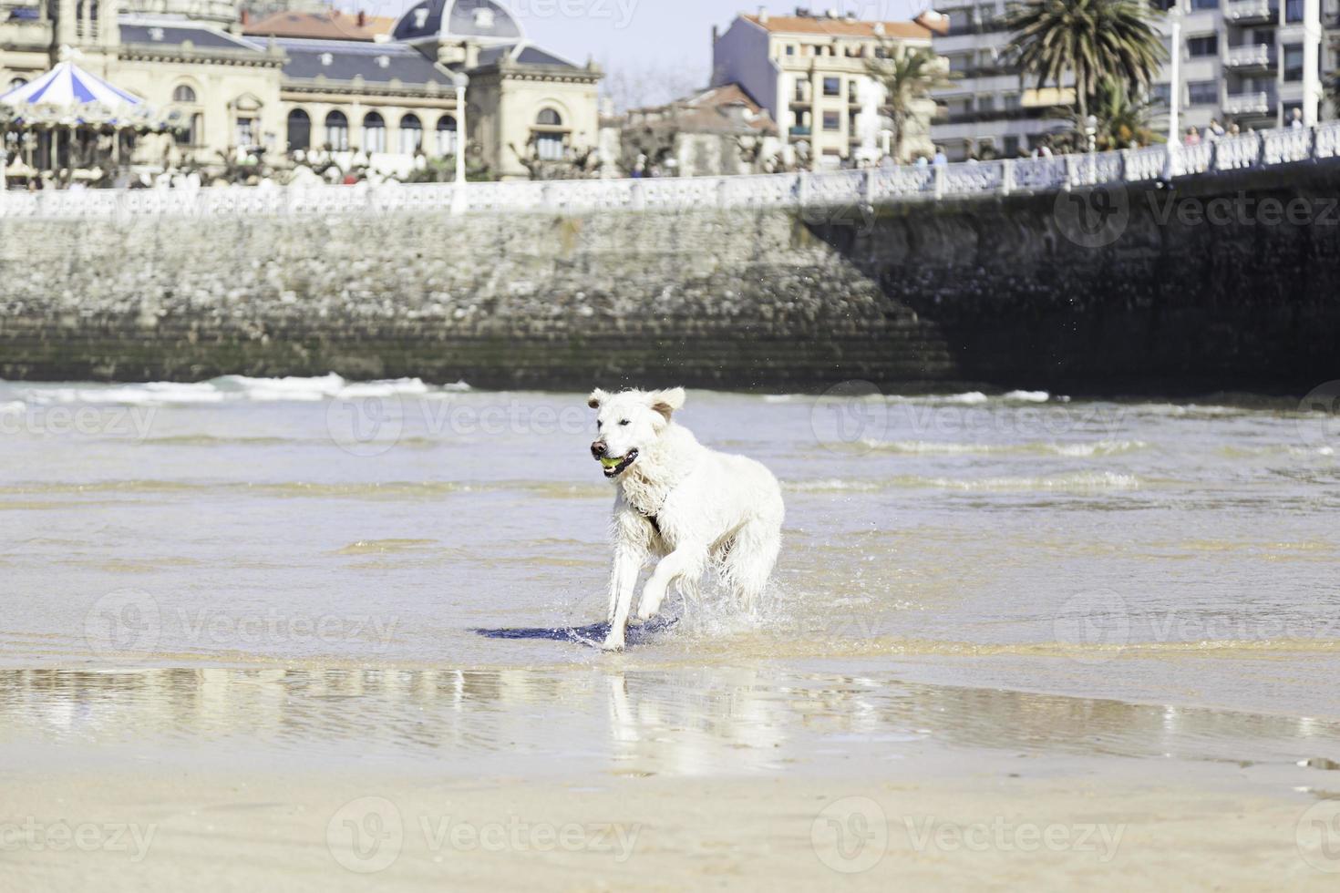 chien jouant sur la plage photo