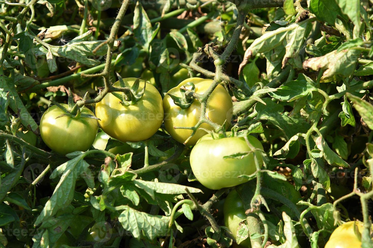 plant de tomate fraîche dans une ferme biologique photo