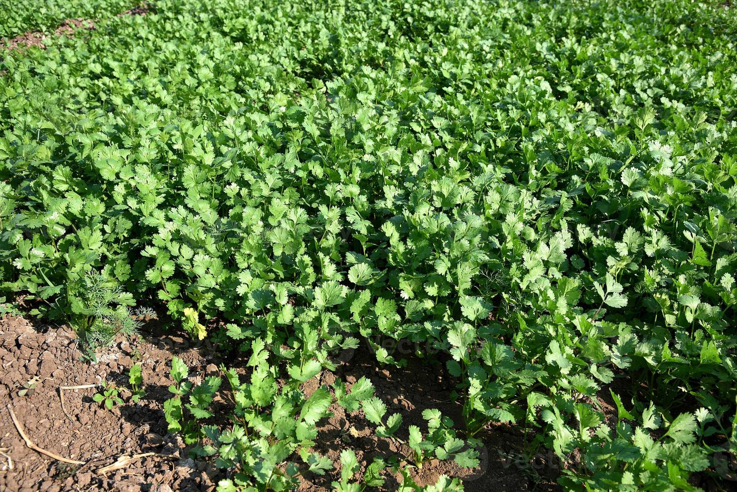 coriandre verte fraîche dans le jardin ou le champ de la ferme photo