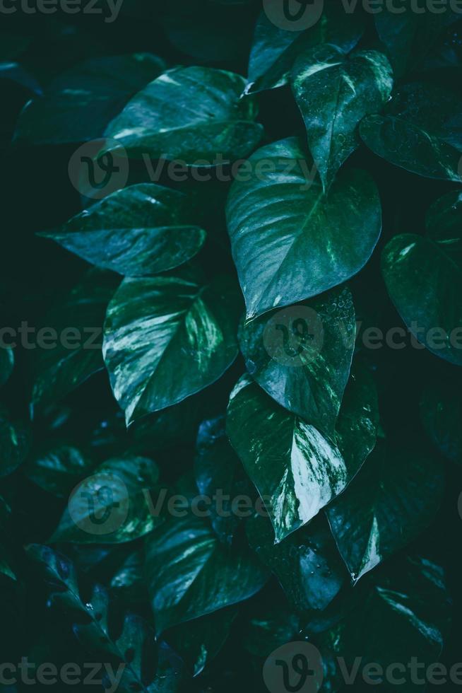 epipremnum aureum tropica photo