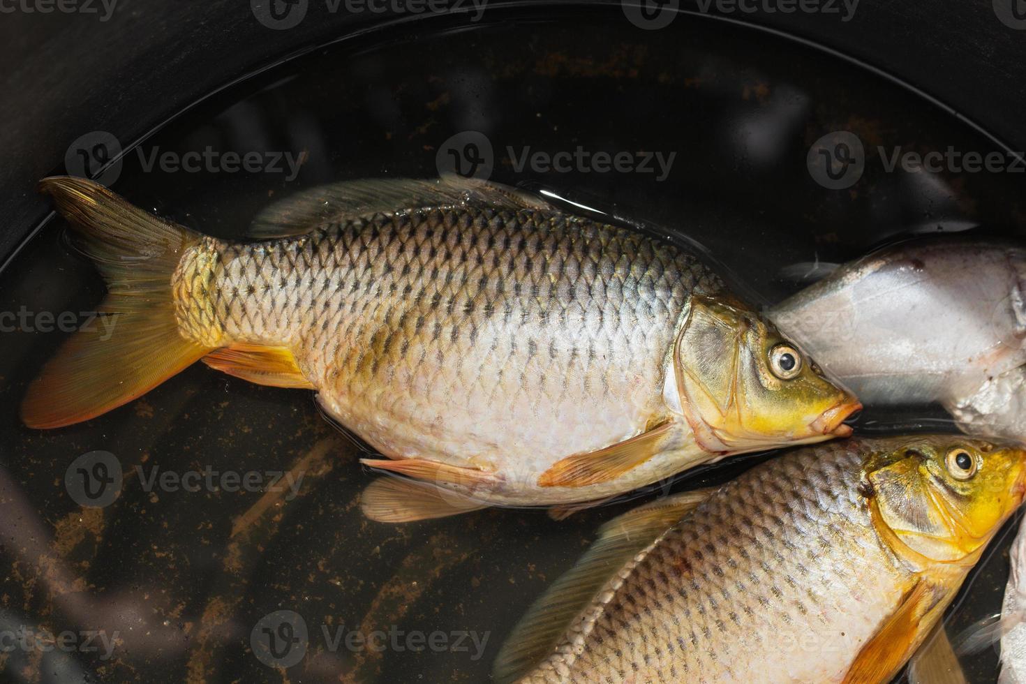 la carpe est un poisson d'eau douce photo