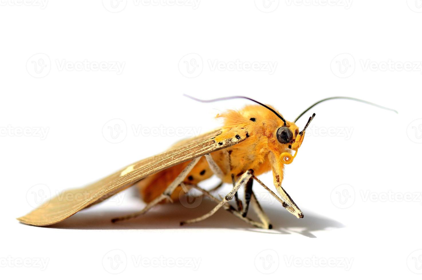 un papillon mort sur fond blanc photo