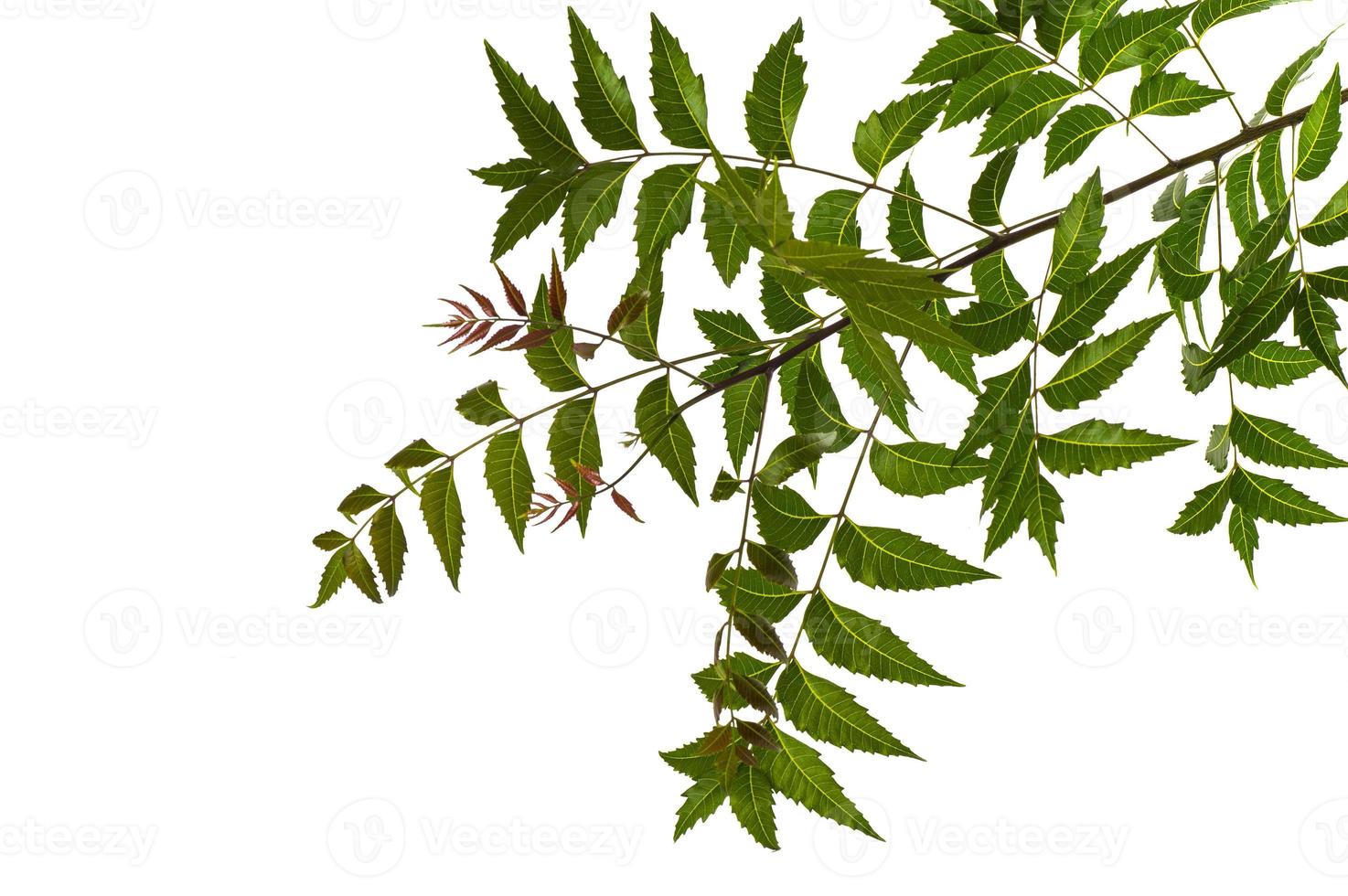 feuille de neem médicinale sur fond blanc. azadirachta indica. photo