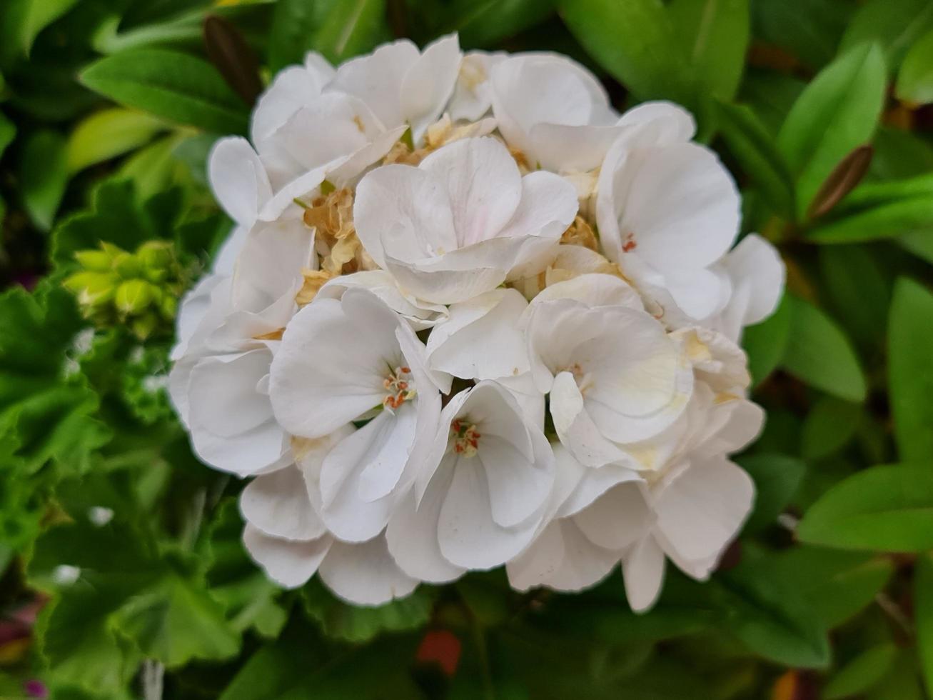 fleur de malbon blanc dans un jardin au printemps photo