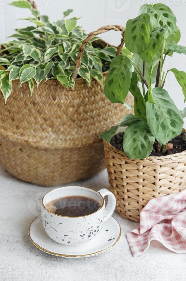 Ficus benjamin dans un panier de paille, maranta kerchoveana et tasse de café photo