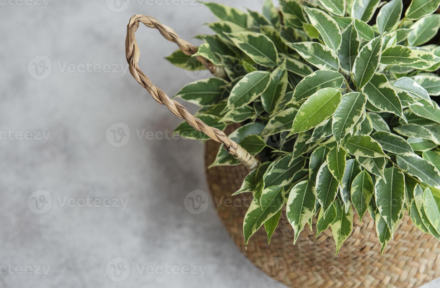 Ficus benjamin dans un panier de paille photo