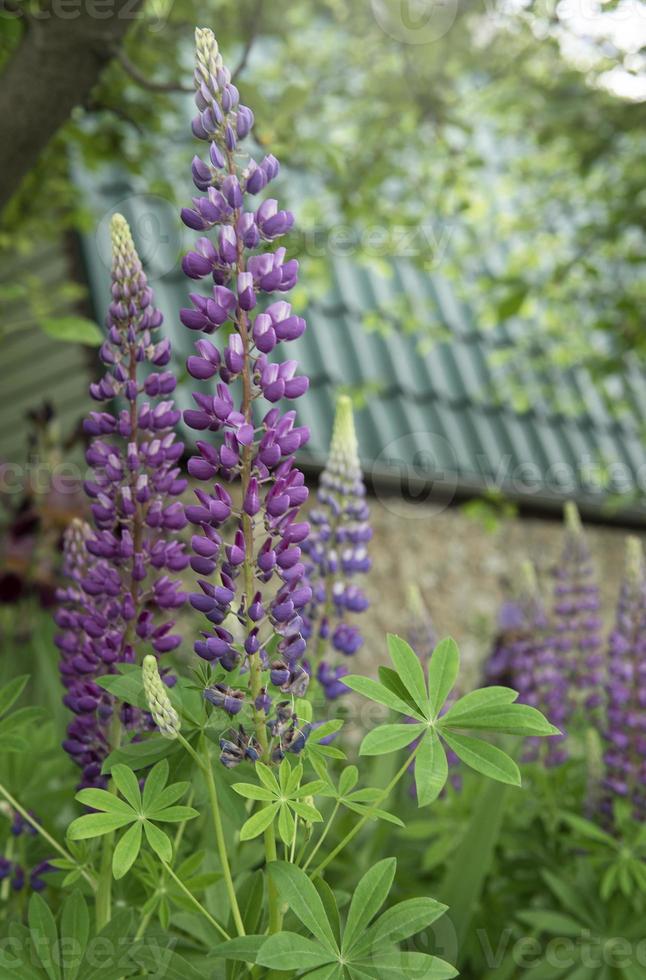 fleurs de lupin violettes et violettes photo