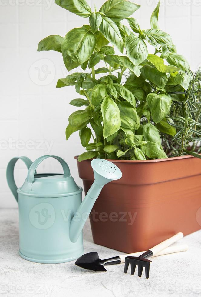 outils de jardinage, arrosoir et plantes aromatiques photo