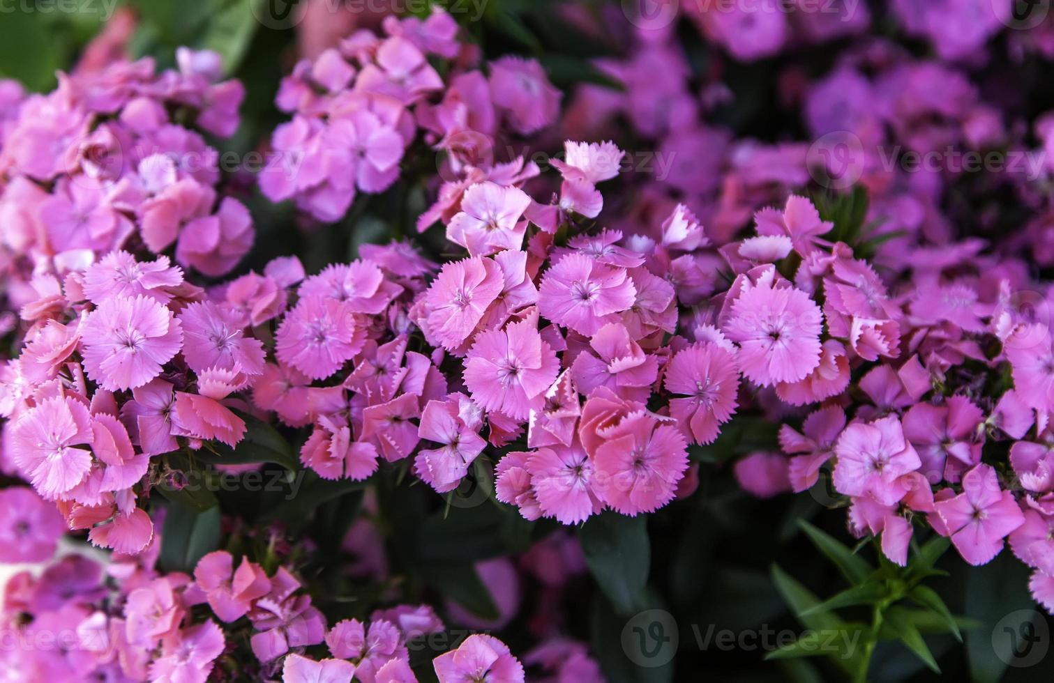 fleurs roses naturelles photo