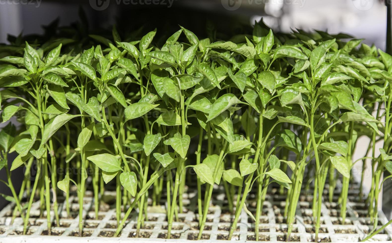 pousses de plantes naturelles photo