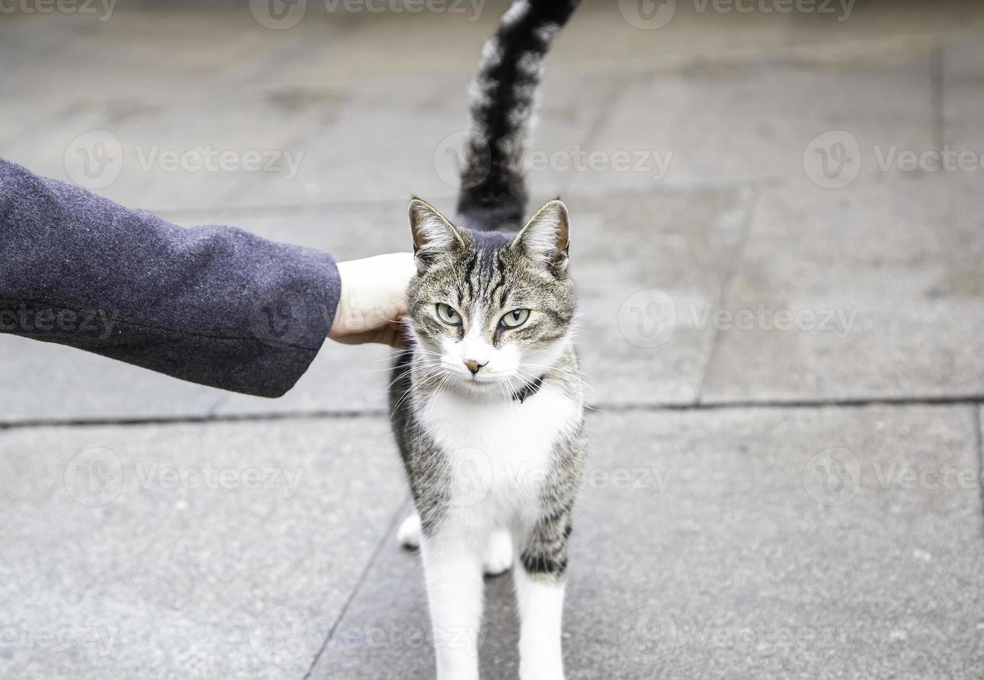 personne qui caresse le chat photo