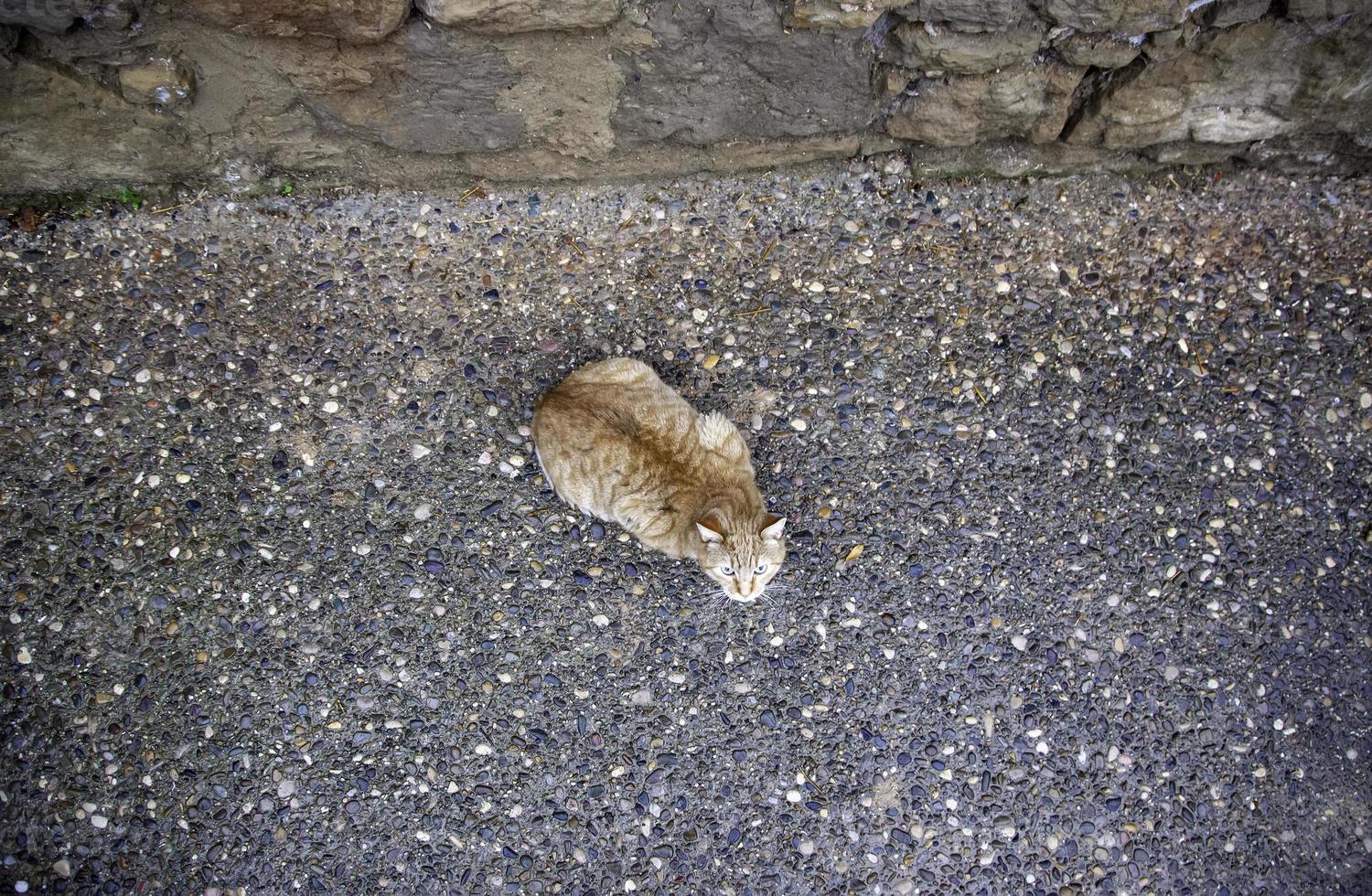 chats des rues abandonnés photo