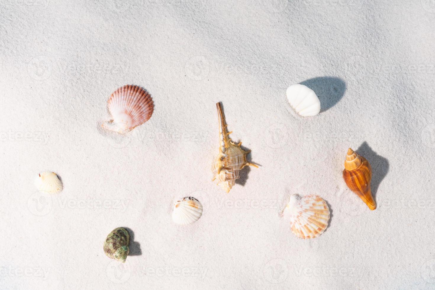 les coquillages sont affichés sur le sable, fond d'été photo