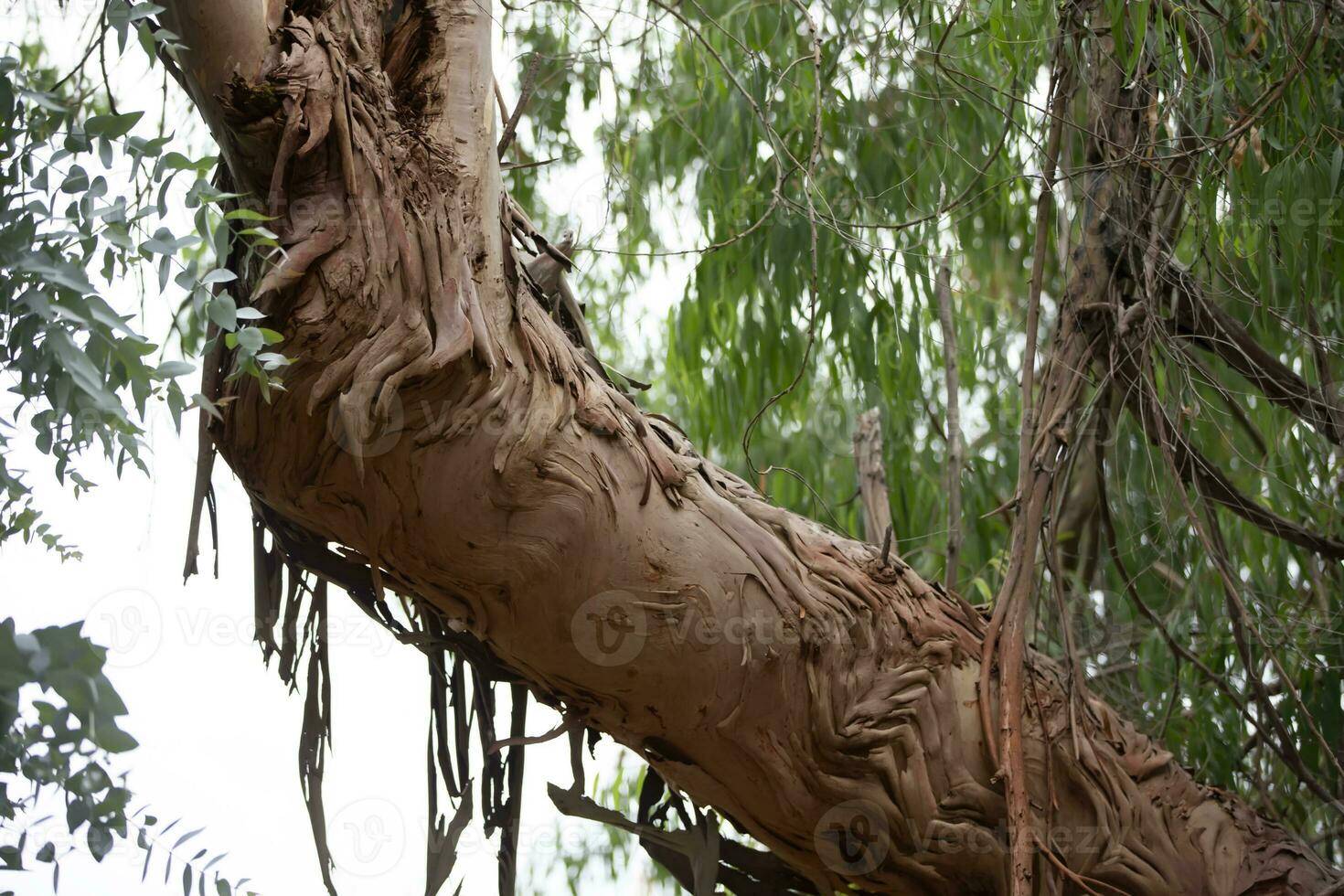 Naturel arrière-plan.part de eucalyptus arbre aboyer. photo