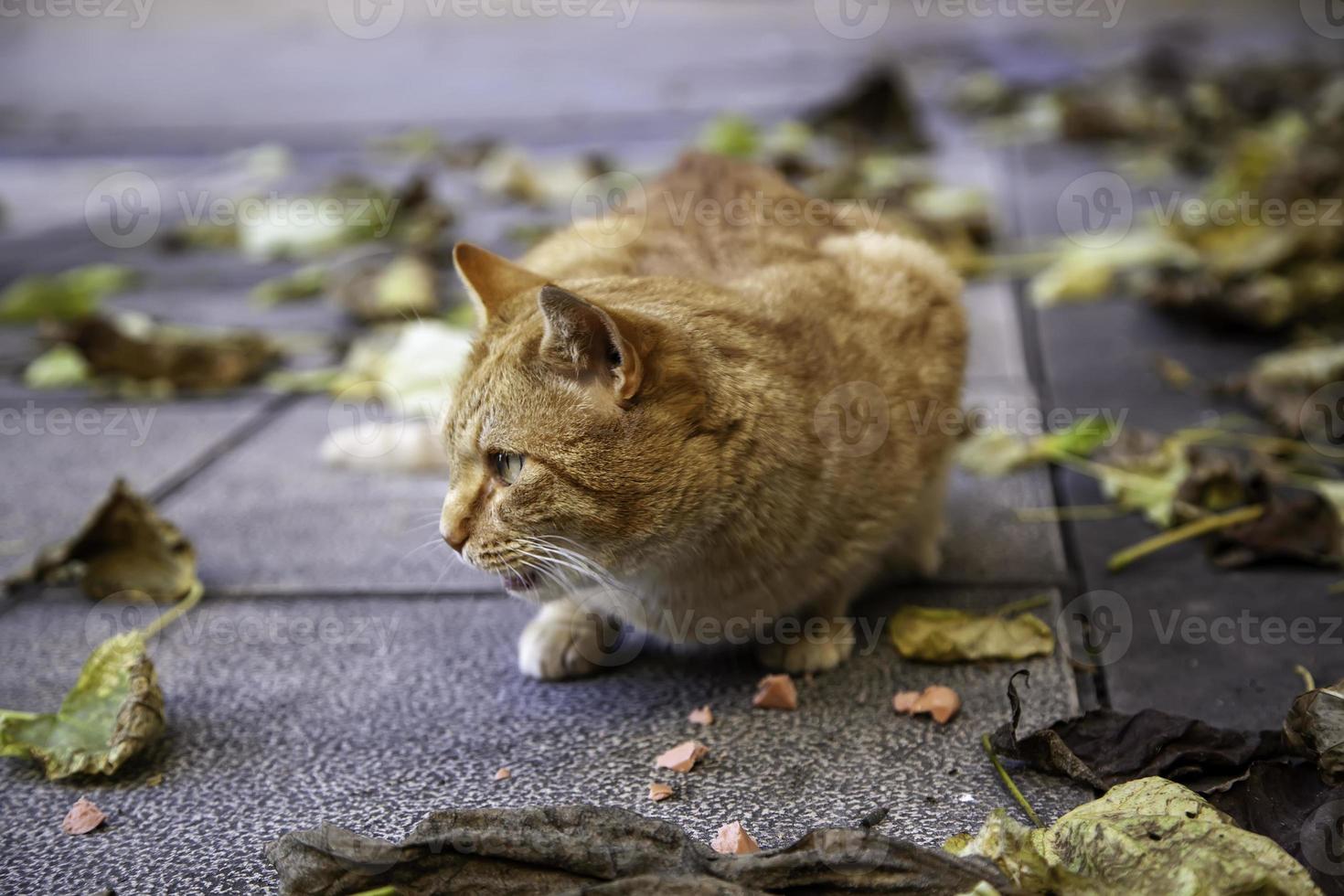 rue de repos chat orange photo