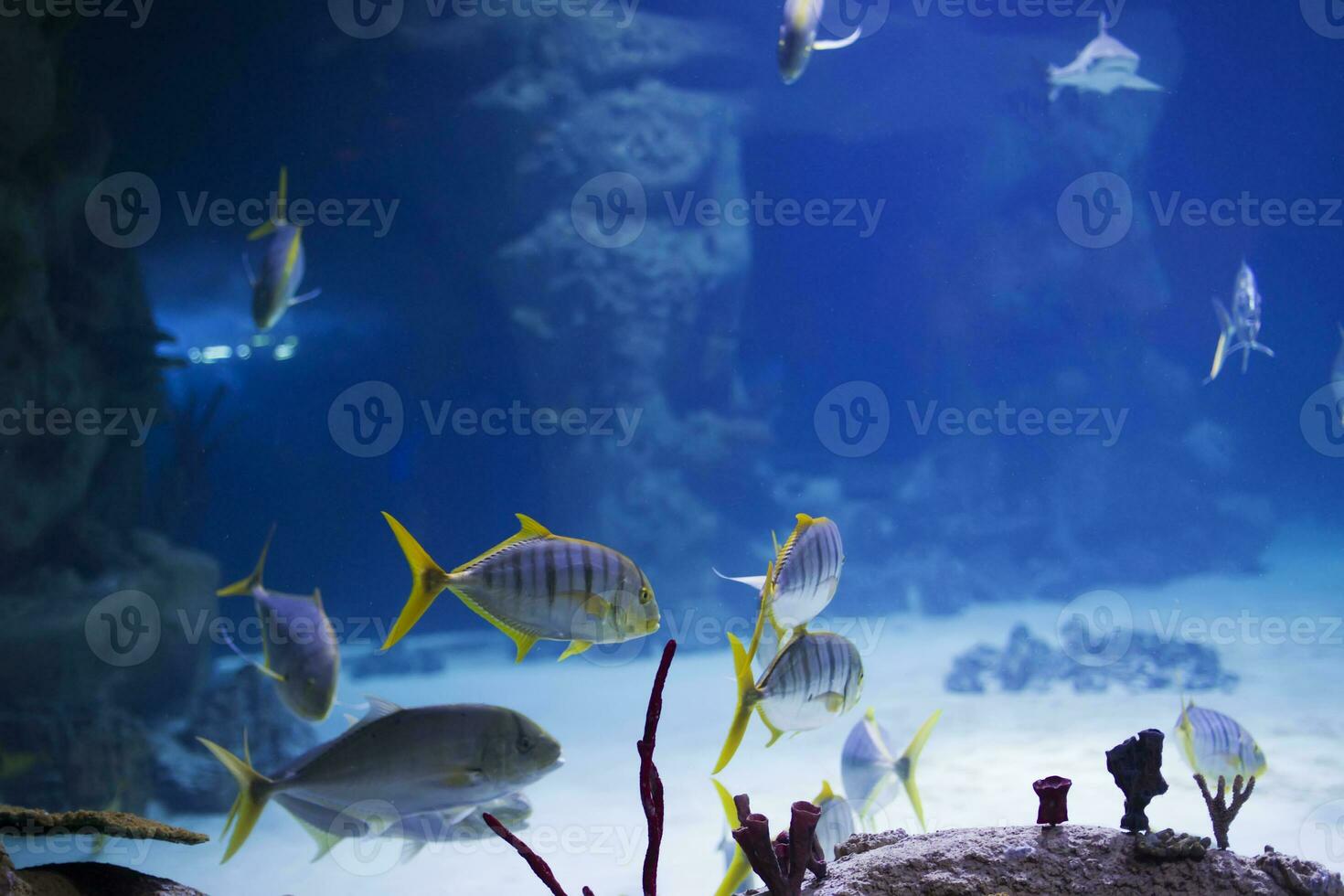 tropical poisson sur le Contexte de coraux dans bleu mer l'eau. Karang poisson photo